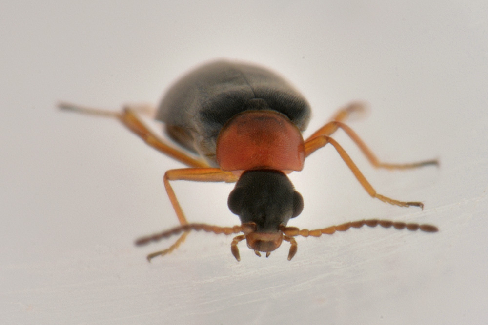 Malachiidae: Hypebaeus sp.